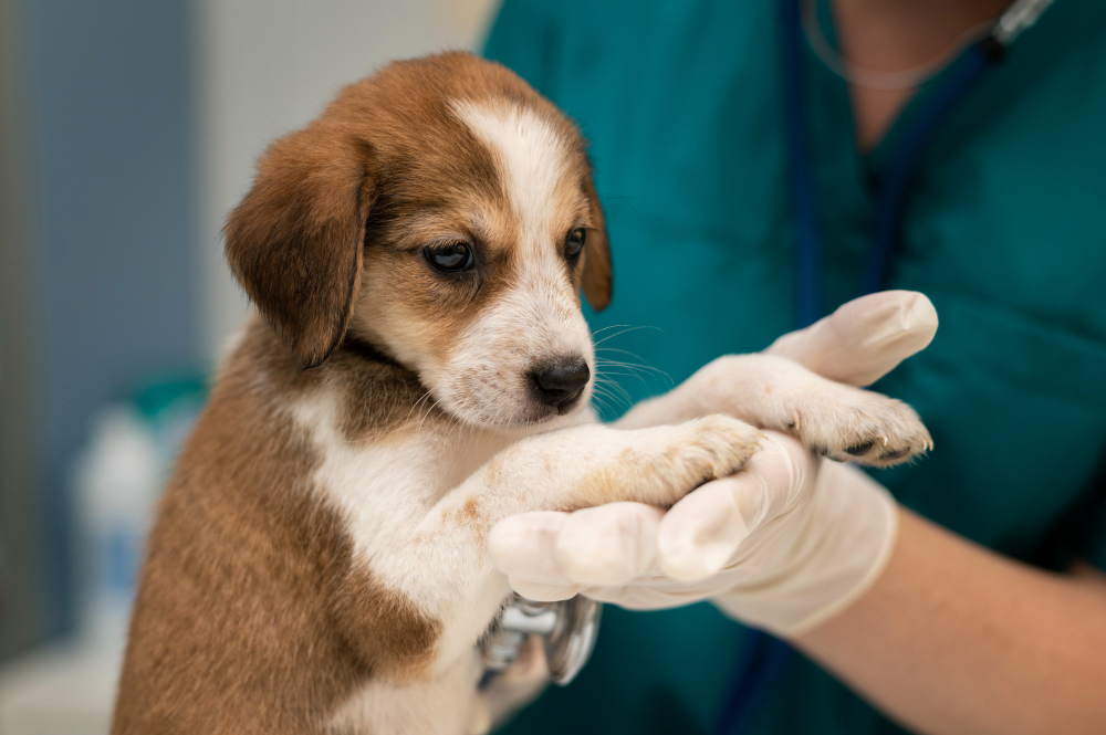 about our veterinary practice Norton, OH